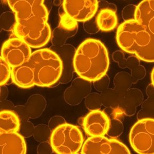 Disinfectant types