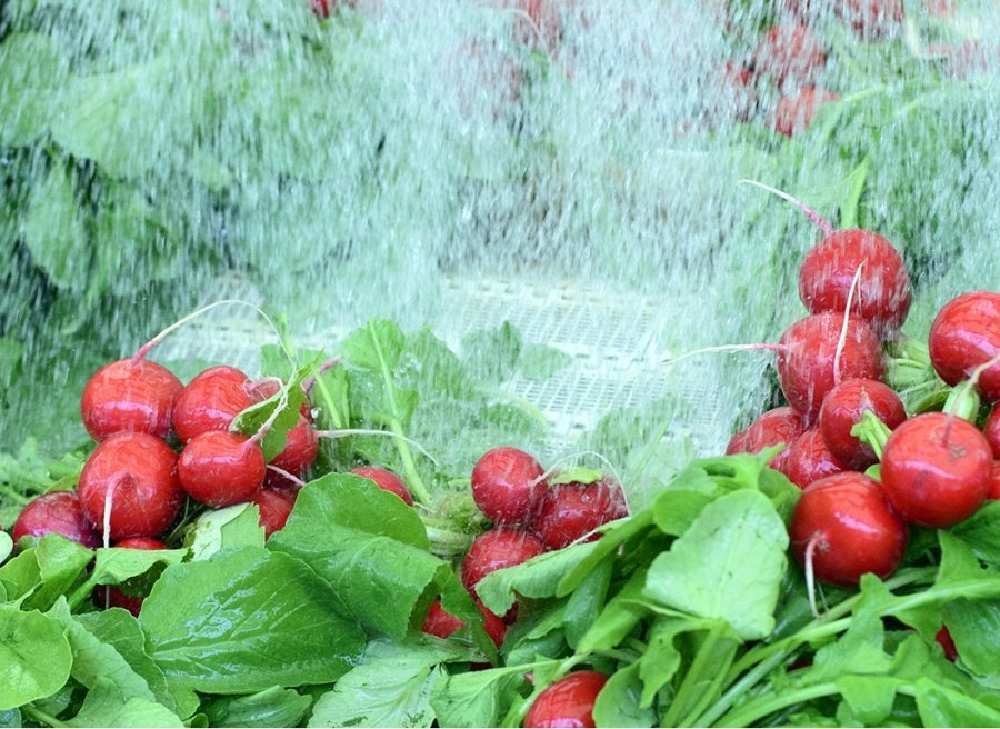 Washing Fresh Vegetables - How To Wash Vegetables From Garden